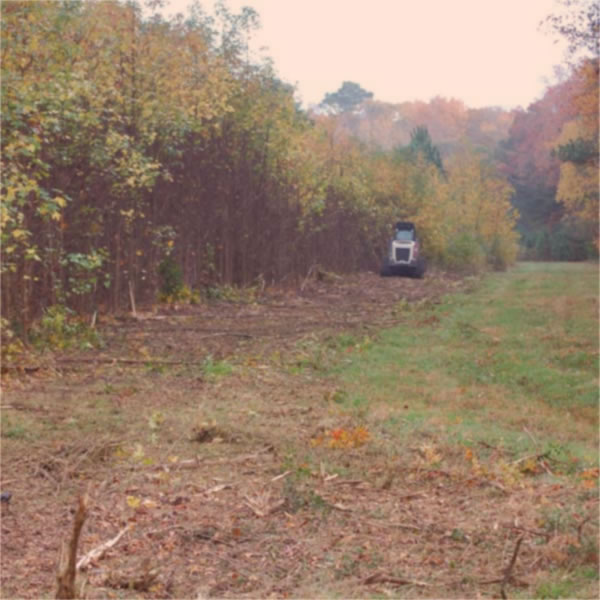 Brush Clearing